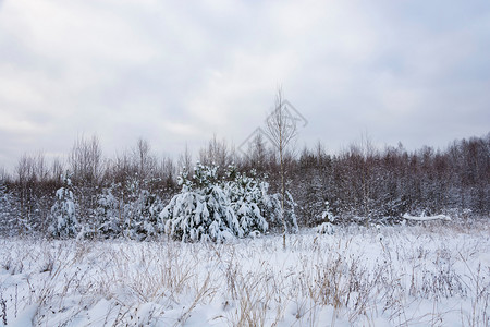 白色的冬天十二月美丽的冬季风景在12月寒冷的一天有雪覆盖树木天空多云图片