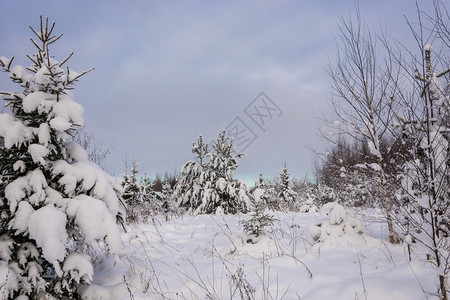 冬天美丽的季风景在12月寒冷的一天有雪覆盖树木天空多云森林下雪的图片