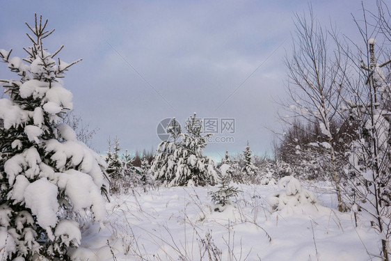 冬天美丽的季风景在12月寒冷的一天有雪覆盖树木天空多云森林下雪的图片