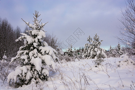 天气冷若冰霜白雪皑美丽的冬季风景在12月寒冷的一天有雪覆盖树木天空多云图片