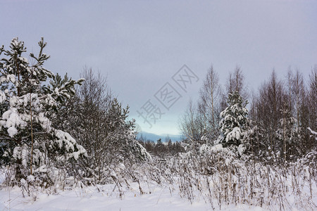 白雪皑美丽的冬季风景在12月寒冷的一天有雪覆盖树木天空多云气冬图片