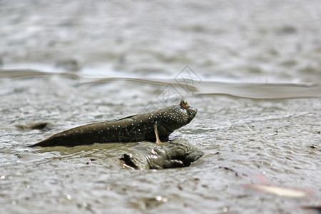 弹涂鱼泥巴或两栖在土上水野生动物图片