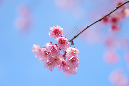 春日的粉红樱花图片