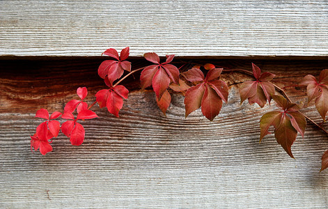 垃圾摇滚栅栏秋天的木柴红色图片