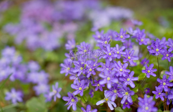 肝蓝色的春时常见血脂混合花朵束图片