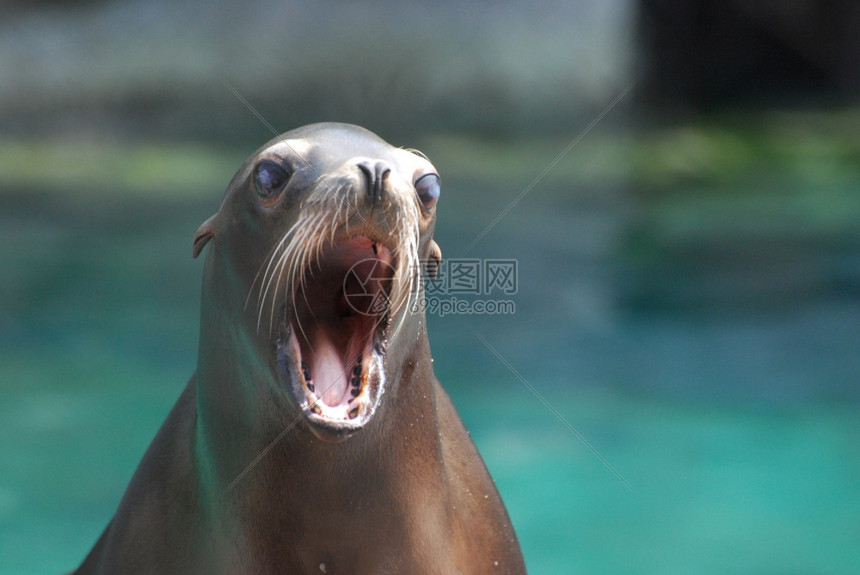 野生动物鼻子荒可爱的年轻海狮嘴张开图片