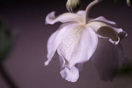 葵园图片 葵园素材 葵园高清图片 摄图网图片下载