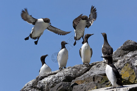 动物群航班鸟苏格兰西海岸外特雷什尼群岛隆加Lunga的Guillemot殖民地Uriaaalge图片