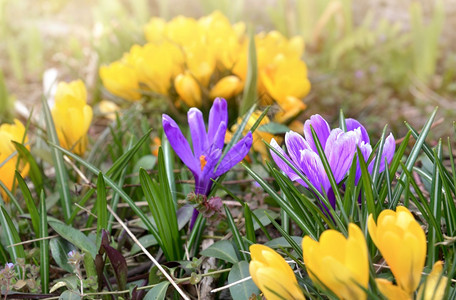 充满活力花园里盛开的紫罗兰和黄色番红花园里盛开的紫罗兰和黄色番红花自然绽放图片