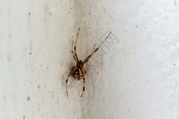 白墙上的棕色寡妇蜘蛛的节肢动物捕食者图片