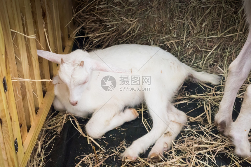 农场节的白牛奶山羊秀股票照片动物植图片