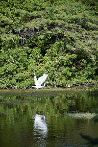 自然沼泽飞着白海绵的鸟类避难所舍图片