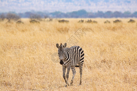 宽度非洲单斑马以黄草穿过干燥的地貌等级图片