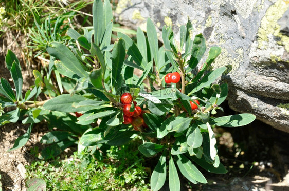 达芙妮德阿尔卑斯DaphnedesAlpes在瓦卢尔衬套山欧洲的图片