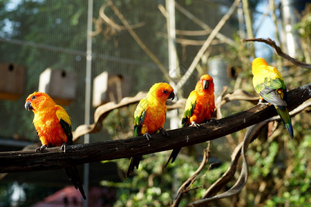 锥体自由橙动物园中的黄鹦鹉鸟图片