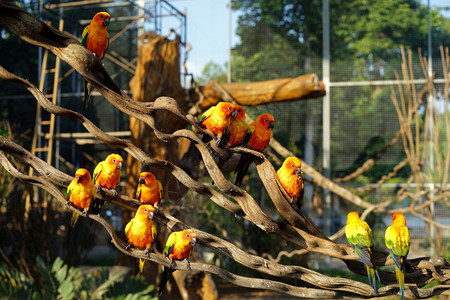 动物园中的黄鹦鹉鸟飞行美丽的翅膀图片