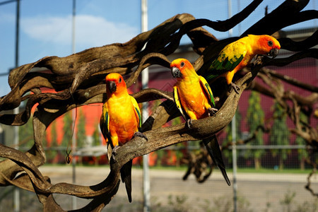 自由荒野动物园中的黄鹦鹉鸟宠物图片