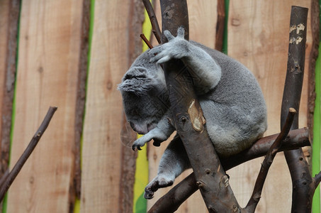 Koala熊坐在树枝的上脚趾被卷起来考拉有袋动物可爱的图片