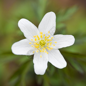 早春植物学野花Anemonenemorosa是欧洲白春初花的早期泉源开植物原产于欧洲的白春初花紧闭着阿内莫罗萨图片