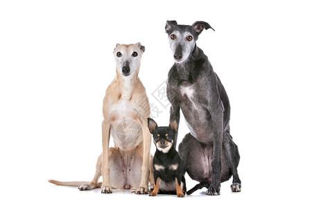 两只灰狗和一吉瓦华人两灰狗和白色背景面前的吉瓦人宠物在室内一种图片