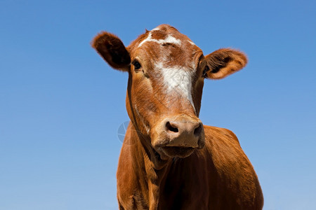 南非农村场自由出口牛的低角肖像画南非哺乳动物牧场人们图片