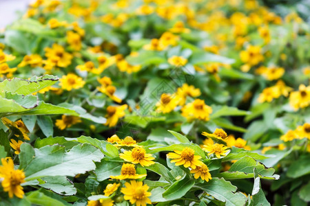 美丽的新加坡大吉黄色花朵植物群图片