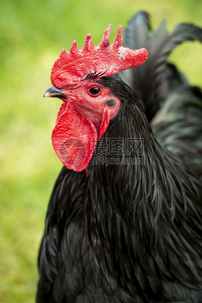 鸟一个健康的黑公鸡美丽肖像绿地里有红梳丰富多彩的黑色图片