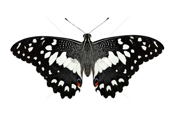 爬行翅膀白色背景上孤立的美丽蝴蝶Name图片