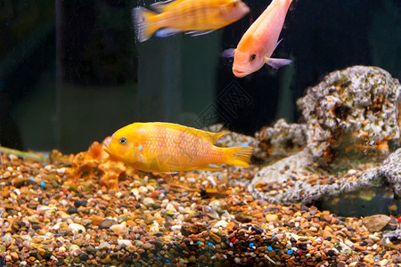 装饰淡水在族馆鱼缸中有两只橙色anulonocara鱼其背景是珊瑚礁图片
