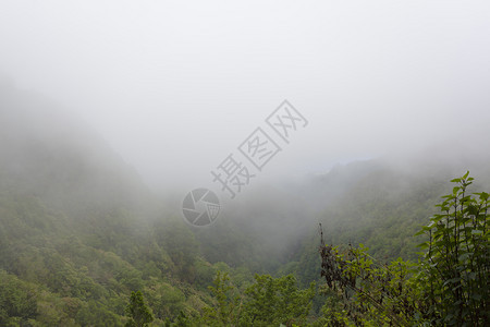 目的地树木叶子来自葡萄牙马德拉的桑塔纳市Caldeeiraoverde图片