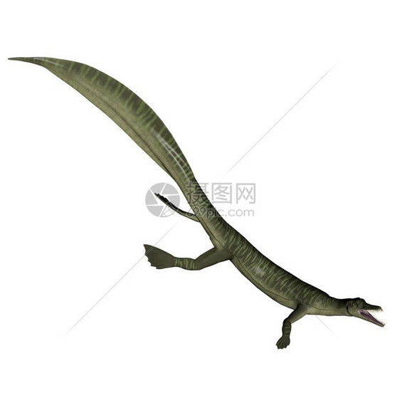 史前牙齿白背景的米松恐龙三维转化水图片