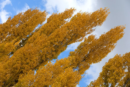 秋季的天空和树林图片