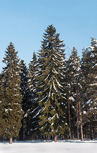 针叶树云杉俄罗斯弗拉基米尔地区冬季森林中的雪树霜图片
