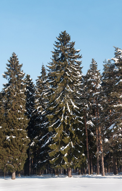 针叶树云杉俄罗斯弗拉基米尔地区冬季森林中的雪树霜图片