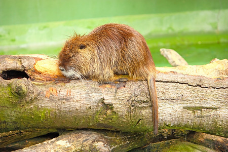 木头棕色的海狸鼠或在动物园里的休息照片上水图片