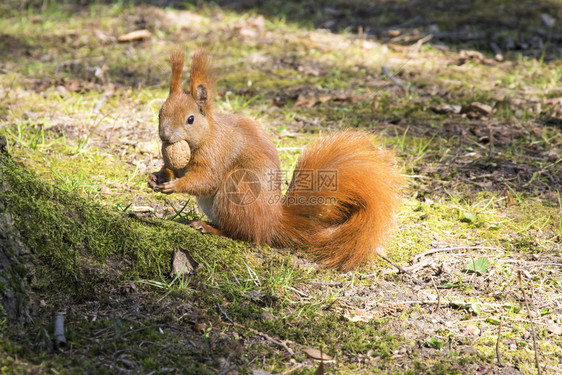 自然吃红色的秋天公园红鼠类动物松与坚果图片