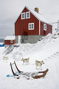 偏僻的格陵兰岛东部斯科尔比松入口处Ittoqqortoormiit镇的狗和雪橇流行51极斯科比松图片