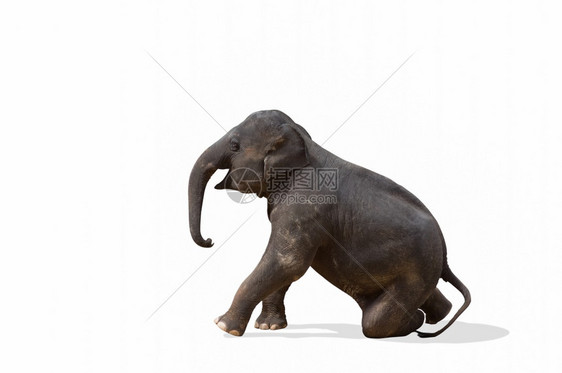 自然强大的动物亚洲象在白色上被孤立大象图片
