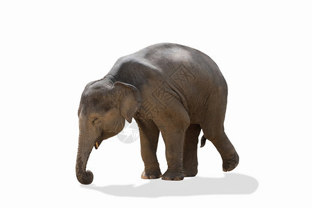 婴儿亚洲大象在白色上被孤立大象荒野剪裁图片