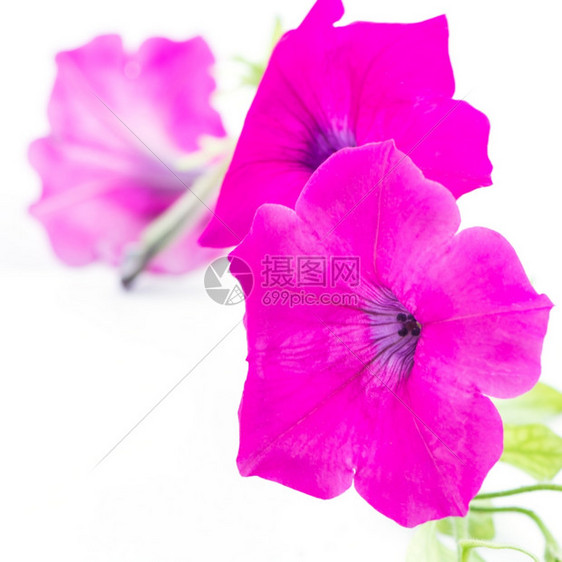 盛开美丽的粉红色花朵白底孤立于世花的束图片