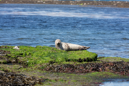 爱尔兰阿群岛Inishmore的海狮野生动物主题伊尼什莫尔图片