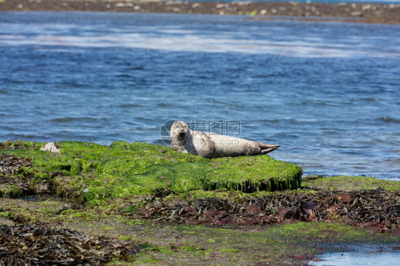 爱尔兰阿群岛Inishmore的海狮野生动物主题伊尼什莫尔图片