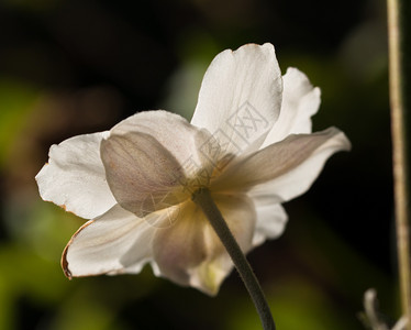 盛开天然本底花朵中的白葵和安眠园卡片图片