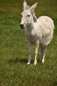 一种站在大草原上的可爱白驴草地常设图片