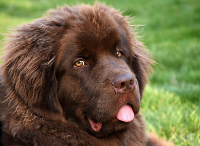 棕褐色毛发甜美的纽芬兰小狗在职的舌头犬类图片