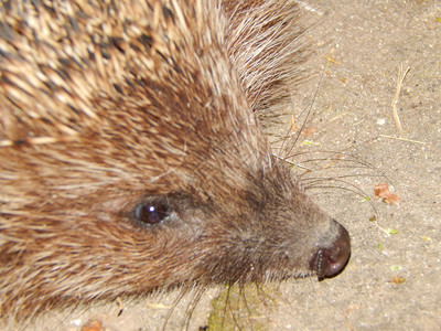 照片  |野外的小猪快乐的白 猪照片  |毛皮哺乳动物危险野猪群元素