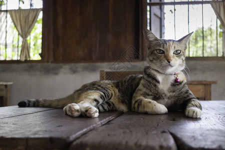 可爱的家猫图片