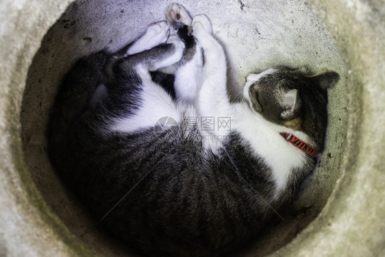舒适小猫自在可爱的家睡着了股票照片图片
