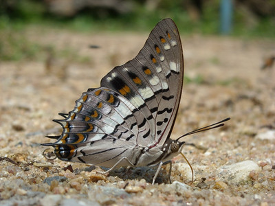 关闭蝴蝶动物变质昆虫学家图片