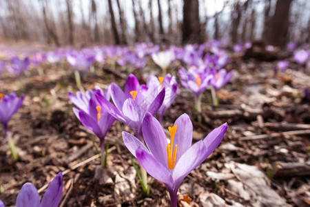 丰富多彩的野生植物绽放我们看到在野生物紫花朵种植中生长的盛开春花篮子图片